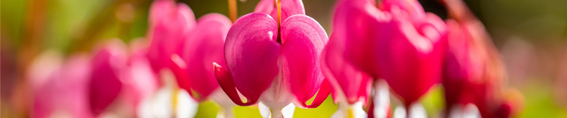 Dicentra spectabilis