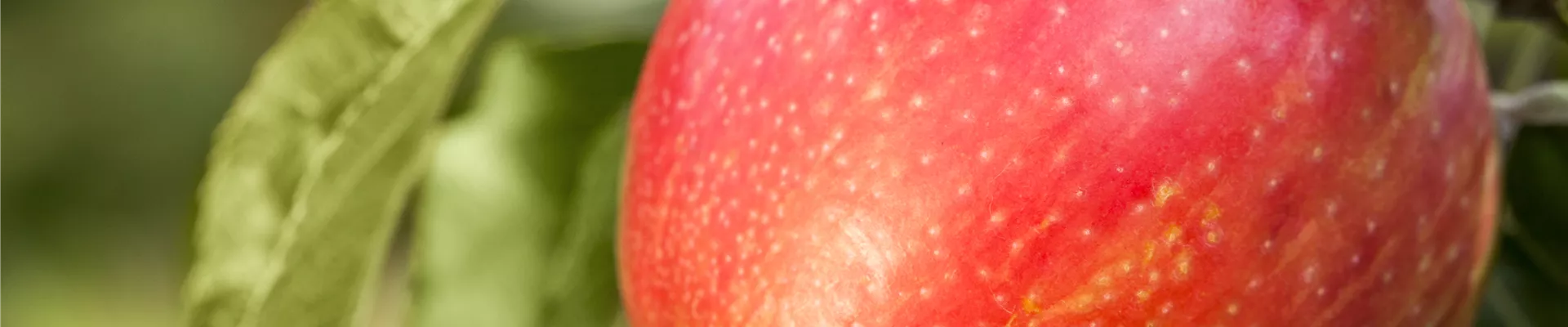 Malus domestica