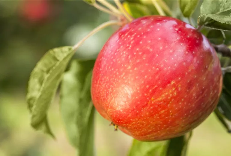 Malus domestica