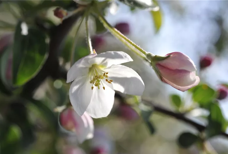 Malus domestica