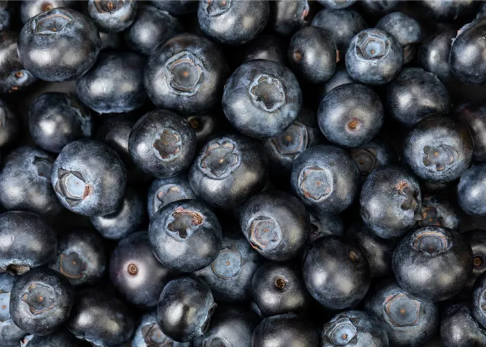 Blaubeere oder Schwarzbeere – die Heidelbeere hat viele Namen und viel Geschmack