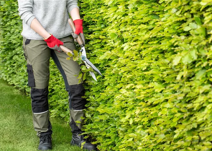 Dekorativ und praktisch zugleich: Die Hecke als Sichtschutz 