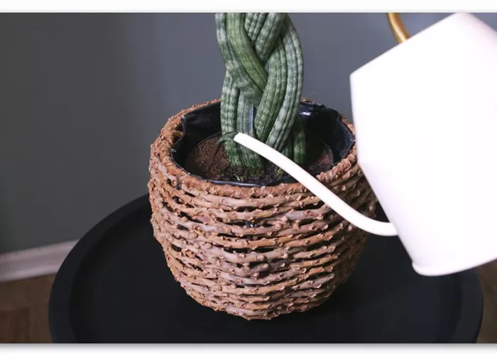 Bogenhanf "Spaghetti" geflochten - Umtopfen