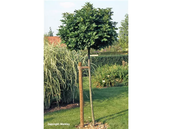 Helfer/Helferin für unsere Gartenteams gesucht!