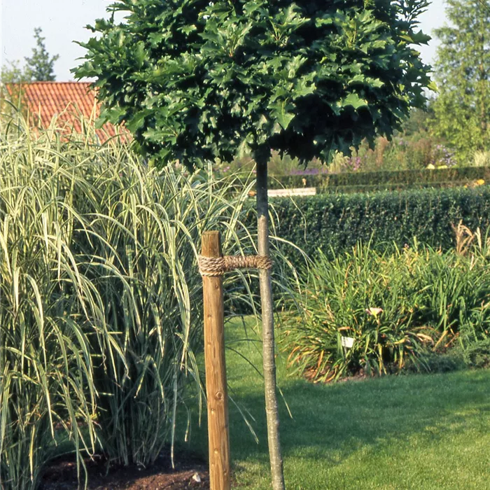 Helfer/Helferin für unsere Gartenteams gesucht!